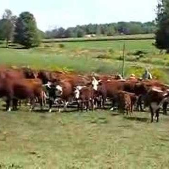 Meet your Posher, J - Picture 1 of 1